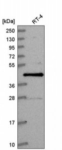 Anti-CCNDBP1 antibody produced in rabbit 