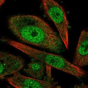 Anti-CCNH antibody produced in rabbit 