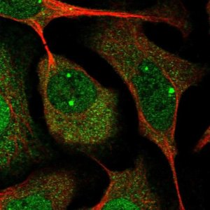 Anti-CCNI antibody produced in rabbit 