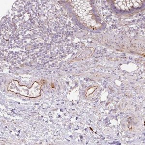 Anti-CCNI2 antibody produced in rabbit 