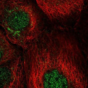 Anti-CCNJ antibody produced in rabbit 