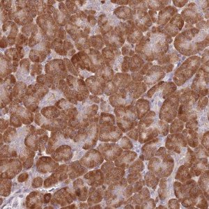 Anti-CCNJL antibody produced in rabbit HPA049970-100UL