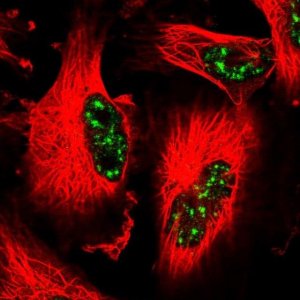 Anti-CCNJL antibody produced in rabbit HPA049970-100UL