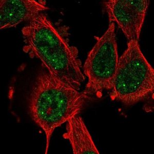 Anti-CCNL1 antibody produced in rabbit 