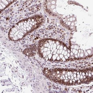 Anti-CCNL2 antibody produced in rabbit 