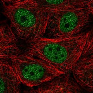 Anti-CCNL2 antibody produced in rabbit 