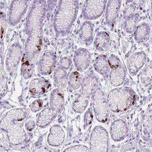 Anti-CCNO antibody produced in rabbit 