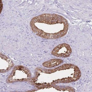 Anti-CCNO antibody produced in rabbit 