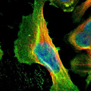 Anti-CCNT2 antibody produced in rabbit 