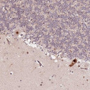Anti-CCNYL1 antibody produced in rabbit 