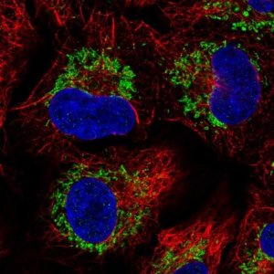 Anti-CCR7 antibody produced in rabbit 