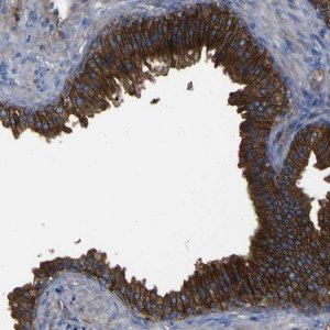 Anti-CD151 antibody produced in rabbit 