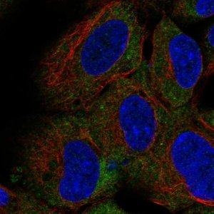 Anti-CD1D antibody produced in rabbit 