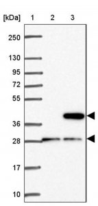 Anti-CD1E antibody produced in rabbit HPA057769-100UL