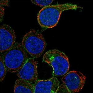 Anti-CD200R1 antibody produced in rabbit 