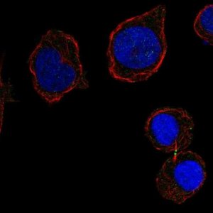 Anti-CD226 antibody produced in rabbit 
