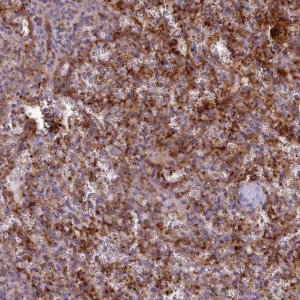 Anti-CD300LF antibody produced in rabbit 