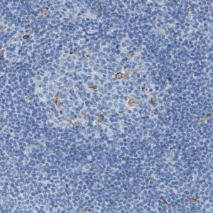 Anti-CD320 antibody produced in rabbit 