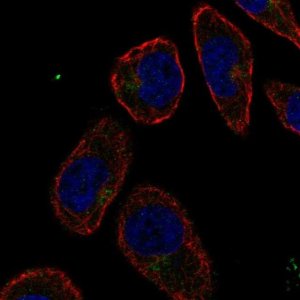 Anti-CD36 antibody produced in rabbit 