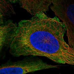 Anti-CD48 antibody produced in rabbit 