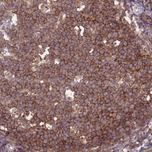 Anti-CD53 antibody produced in rabbit 