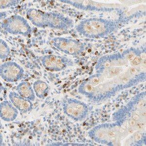 Anti-CD63 antibody produced in rabbit 