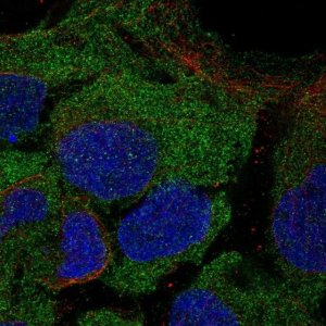 Anti-CD8B antibody produced in rabbit 