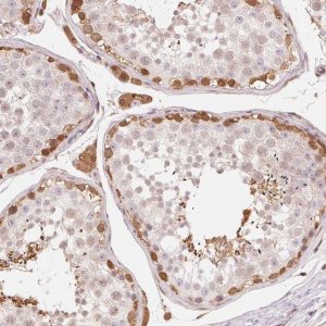 Anti-CDC123 antibody produced in rabbit 