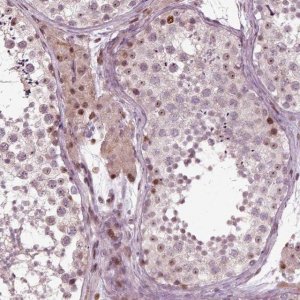 Anti-CDC14A antibody produced in rabbit 