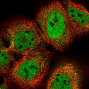 Anti-CDC14A antibody produced in rabbit 