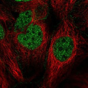 Anti-CDC14B antibody produced in rabbit 