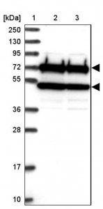 Anti-CDC16 antibody produced in rabbit 
