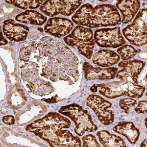 Anti-CDC20B antibody produced in rabbit 