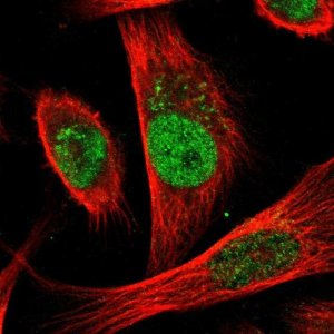 Anti-CDC25A antibody produced in rabbit 