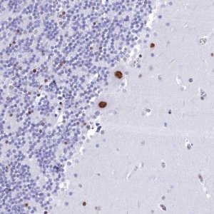 Anti-CDC26 antibody produced in rabbit 