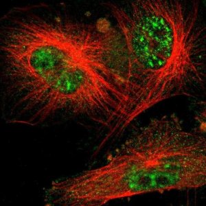 Anti-CDC34 antibody produced in rabbit 