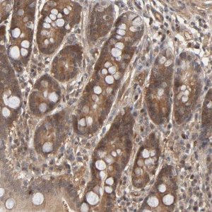 Anti-CDC37 antibody produced in rabbit 