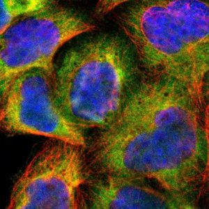 Anti-CDC37 antibody produced in rabbit 
