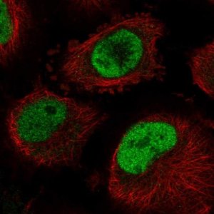 Anti-CDC40 antibody produced in rabbit 