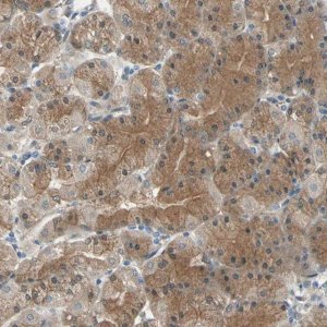 Anti-CDC42EP1 antibody produced in rabbit 