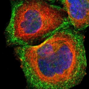 Anti-CDC42EP1 antibody produced in rabbit 