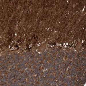 Anti-CDC42EP4 antibody produced in rabbit 