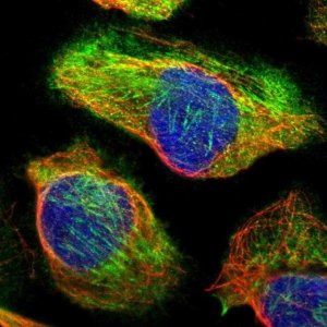 Anti-CDC42EP4 antibody produced in rabbit 