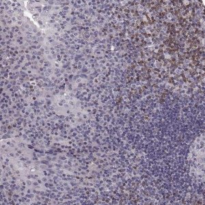 Anti-CDC42SE1 antibody produced in rabbit 