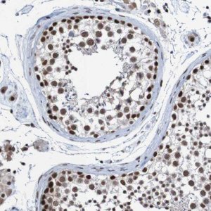 Anti-CDC5L antibody produced in rabbit 