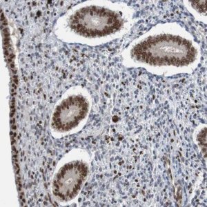 Anti-CDC5L antibody produced in rabbit 