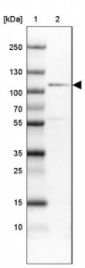 Anti-CDC5L antibody produced in rabbit HPA006302-100UL