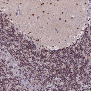 Anti-CDC7 antibody produced in rabbit 