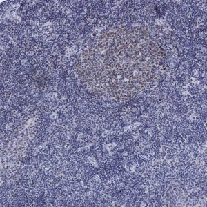 Anti-CDCA2 antibody produced in rabbit 