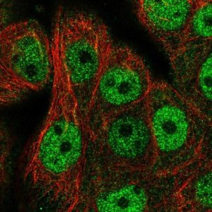 Anti-CDCA4 antibody produced in rabbit 